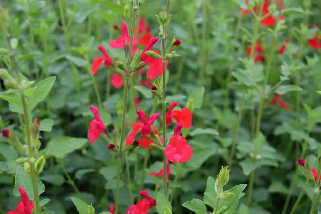 Salvia x jamensis 'Hot Lips' ---